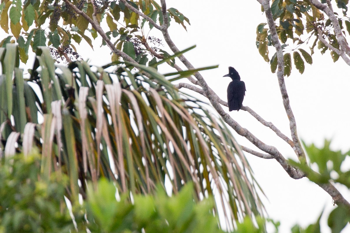 Amazonian Umbrellabird - ML54020621