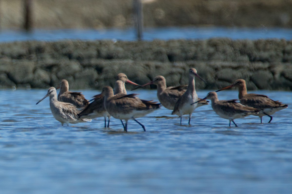 Asian Dowitcher - ML54020951