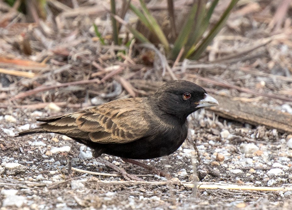 Black-eared Sparrow-Lark - ML54021091