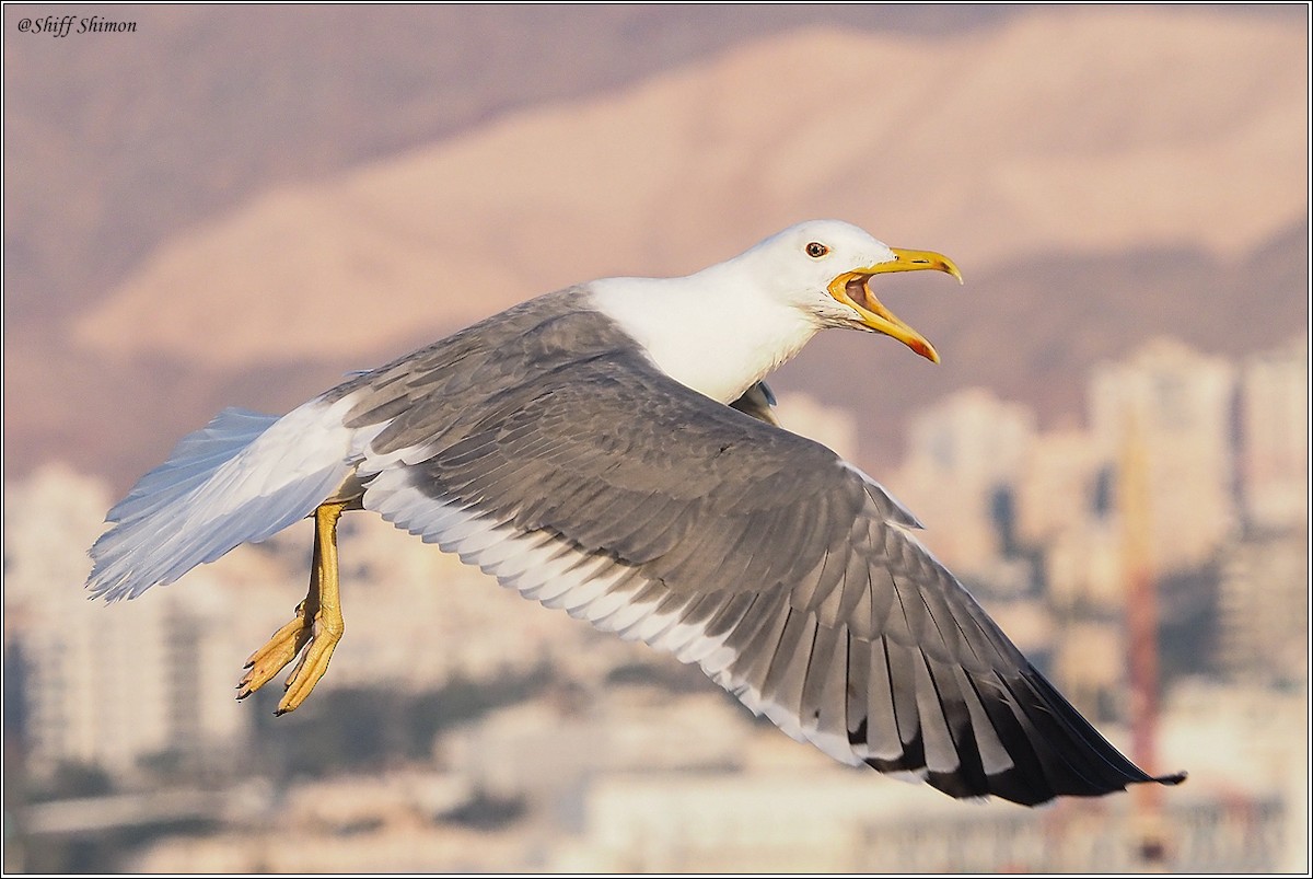 Lesser Black-backed Gull (Heuglin's) - ‪shimon shiff‬‏