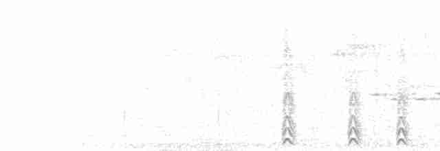  - Malabar Gray Hornbill