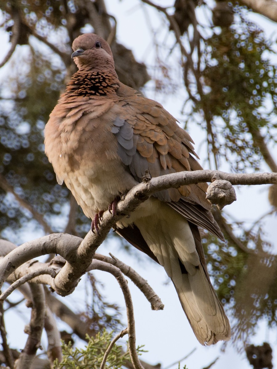Laughing Dove - T I