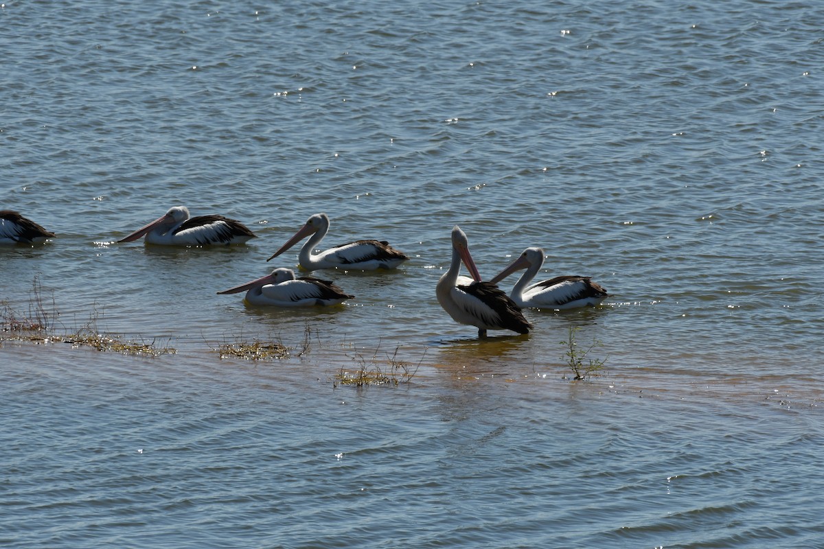 pelikán australský - ML54022301