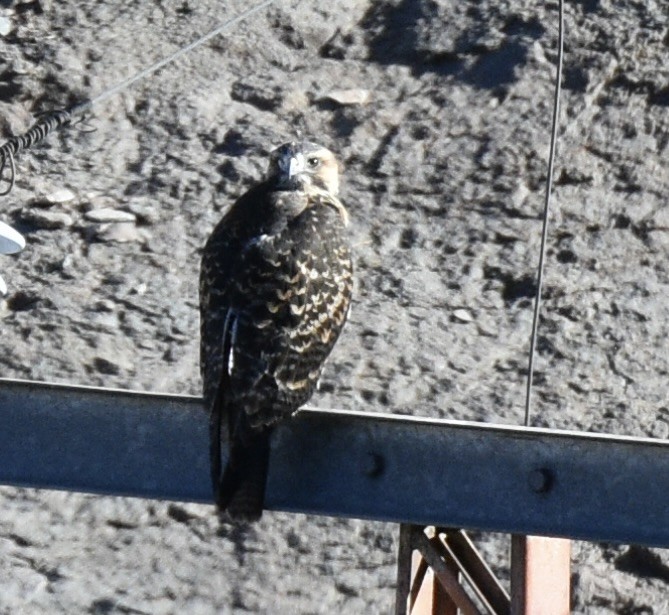 Variable Hawk (Red-backed) - ML540225061