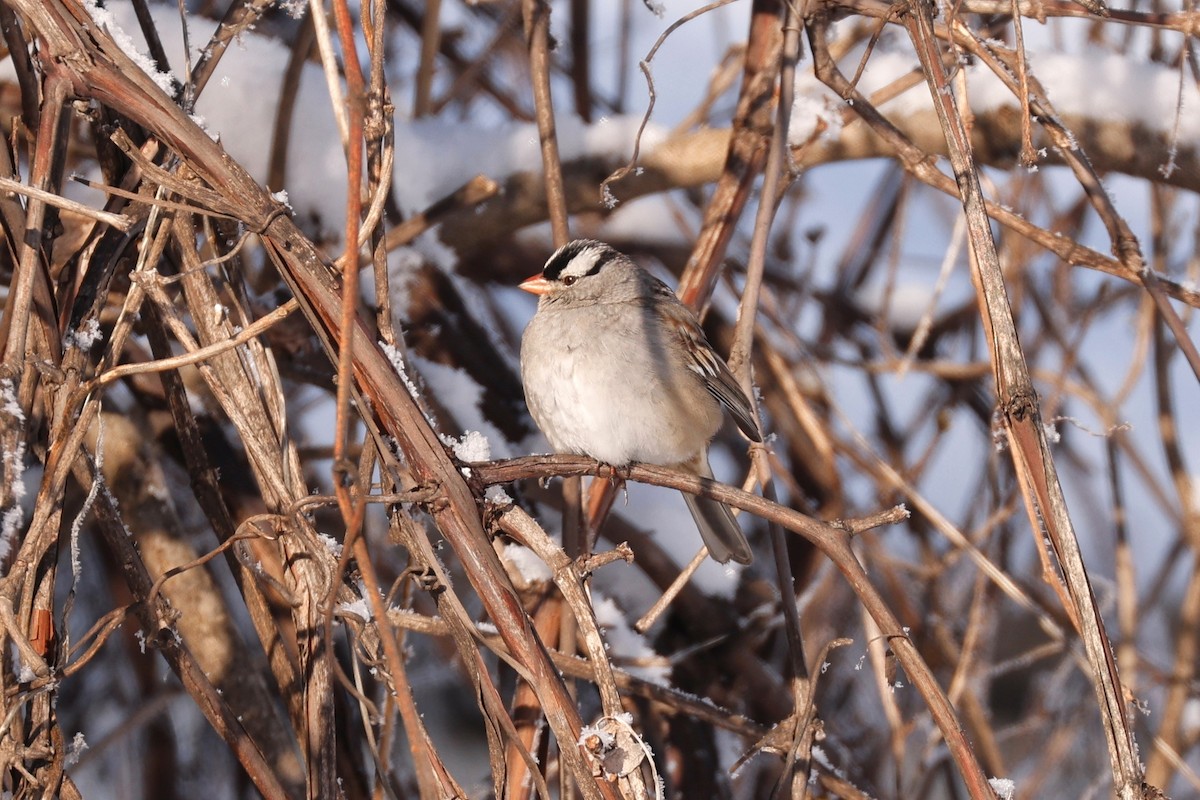 White-crowned Sparrow - Denis Tétreault