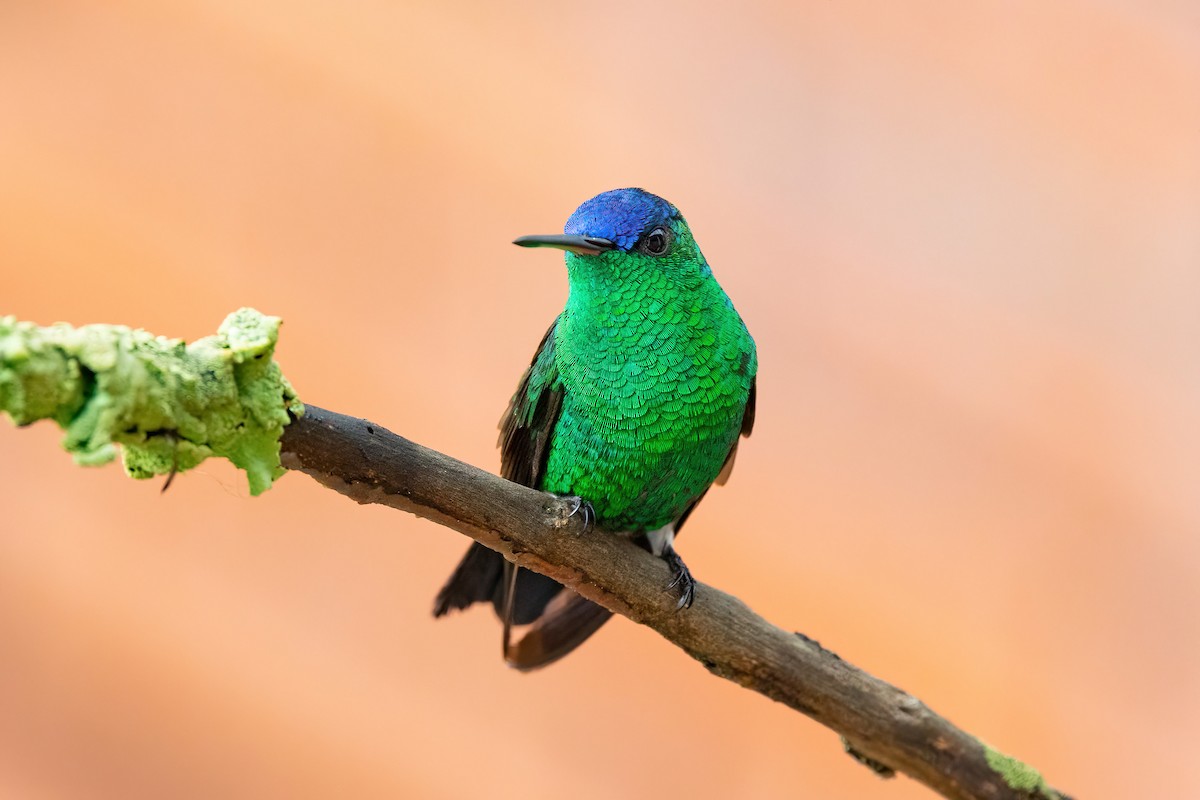 Indigo-capped Hummingbird - Thibaud Aronson