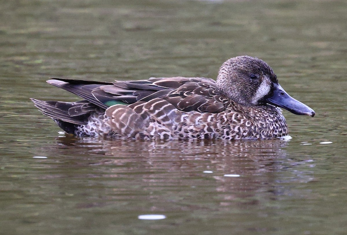 Blue-winged Teal - ML540233081