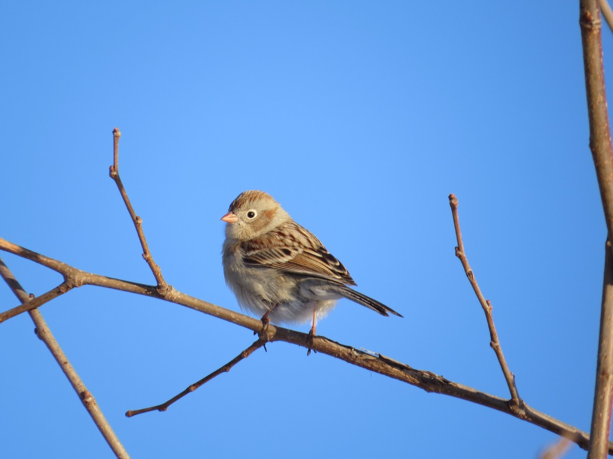 Field Sparrow - ML54023541