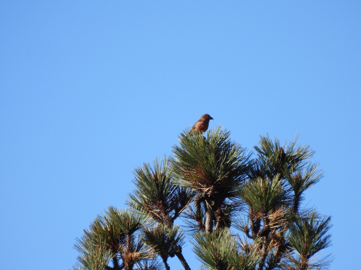 Red Crossbill (Central American or type 11) - ML540236931