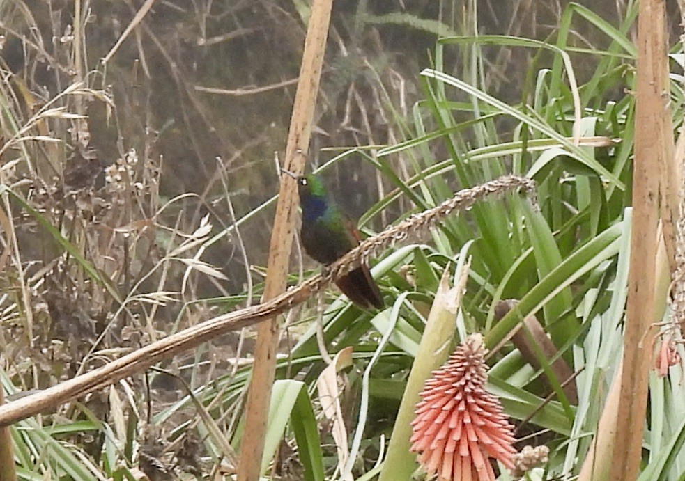 Garnet-throated Hummingbird - ML540237771