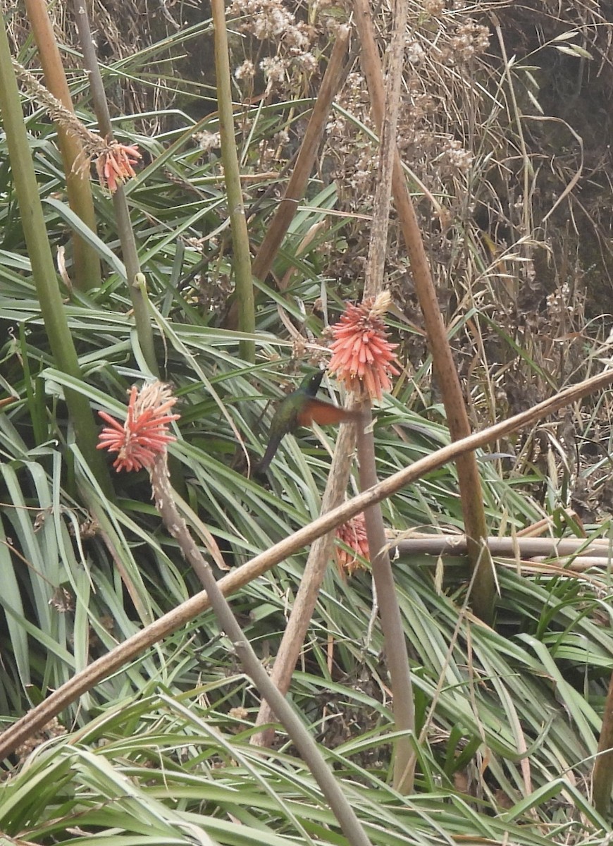 Garnet-throated Hummingbird - ML540237791