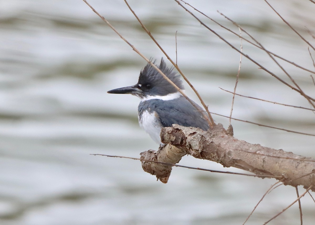 Belted Kingfisher - ML540238311