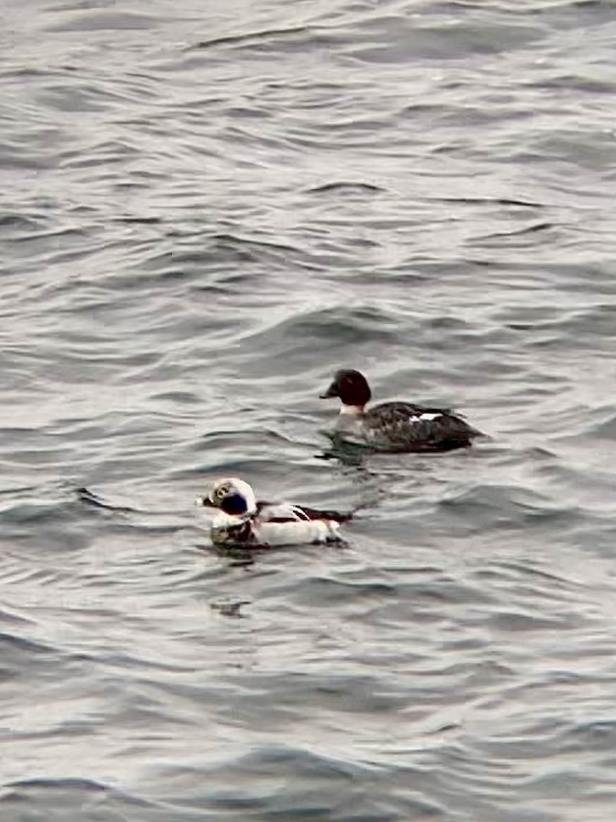 Long-tailed Duck - ML540239401