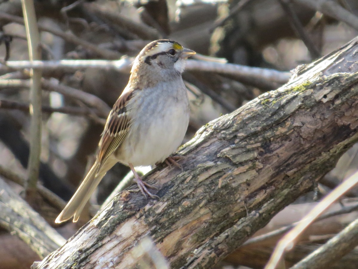 White-throated Sparrow - ML54024021