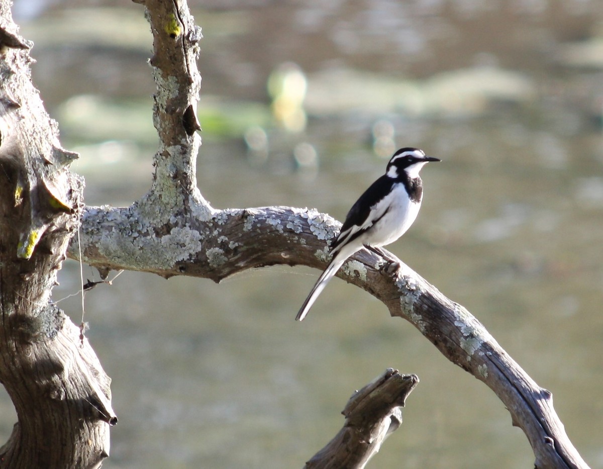 African Pied Wagtail - ML540243941