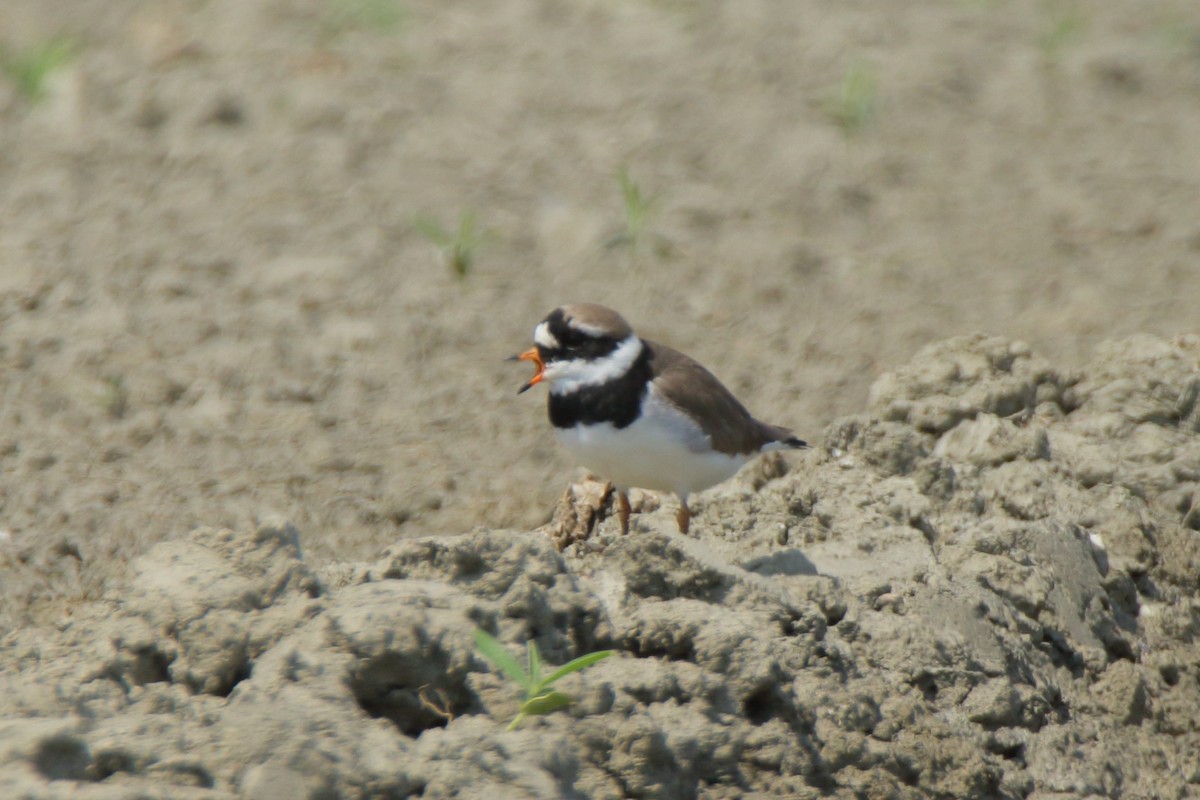 Common Ringed Plover - ML54024421