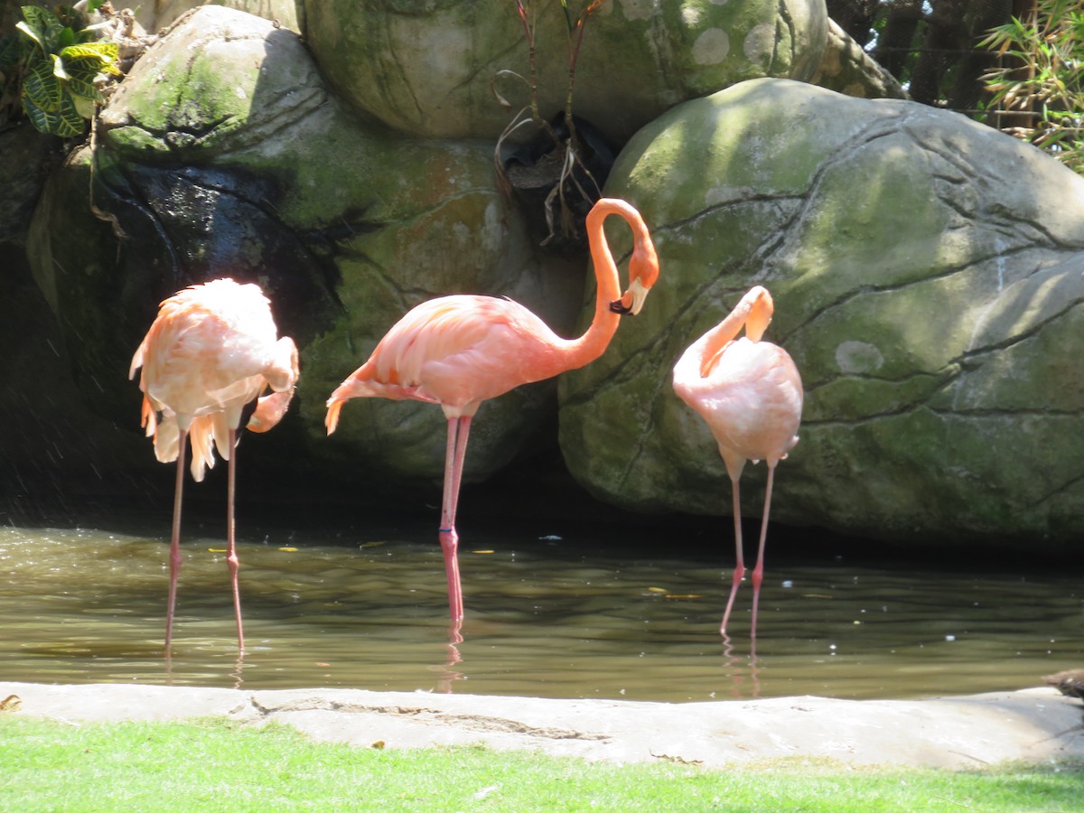 Amerika Flamingosu - ML540244981