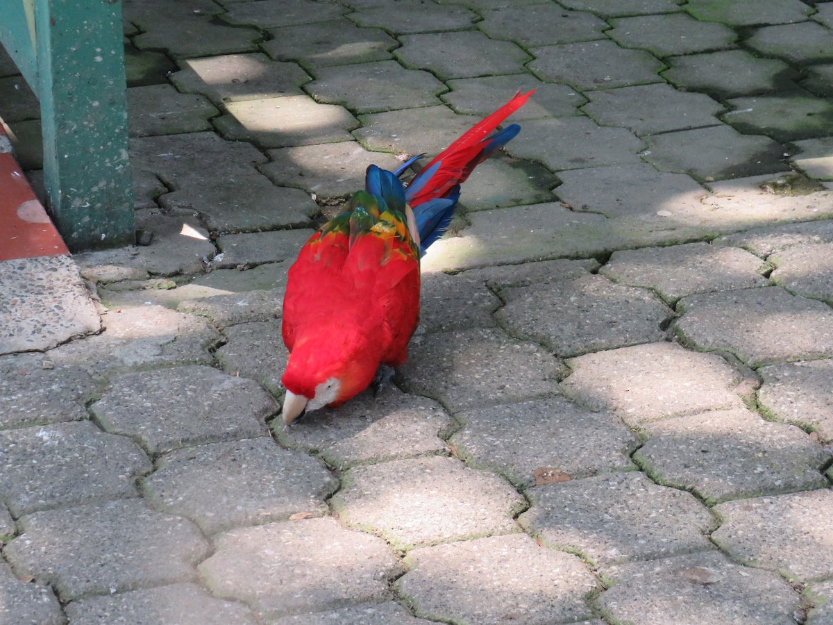 Scarlet Macaw - Raymond Nojek
