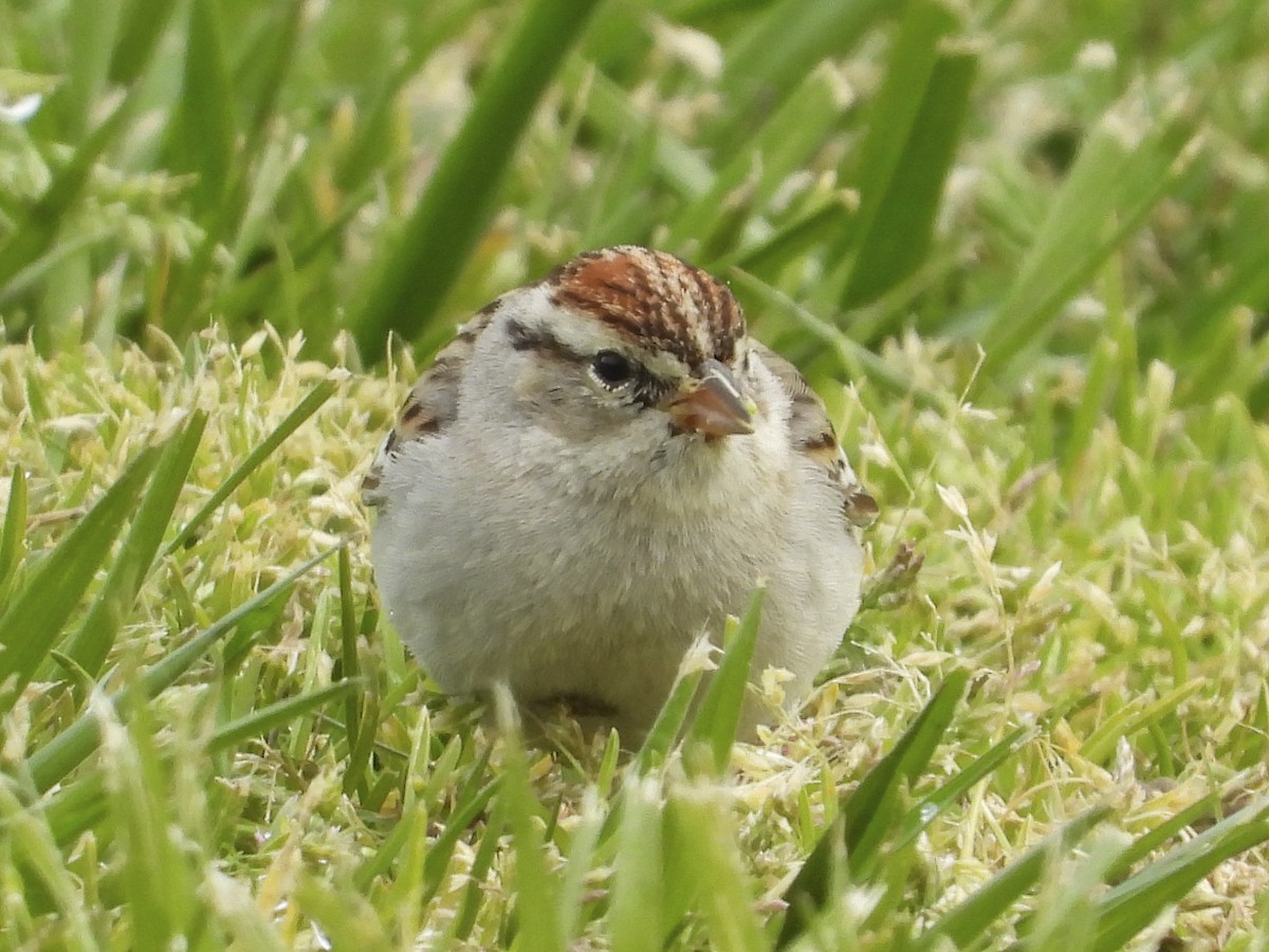 Chipping Sparrow - ML540246141