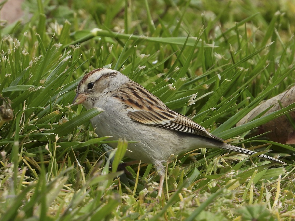 Chipping Sparrow - ML540246231