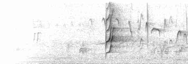  - Plum-headed Parakeet