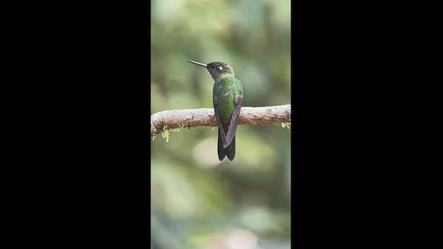 kolibřík fialovočelý - ML540251671