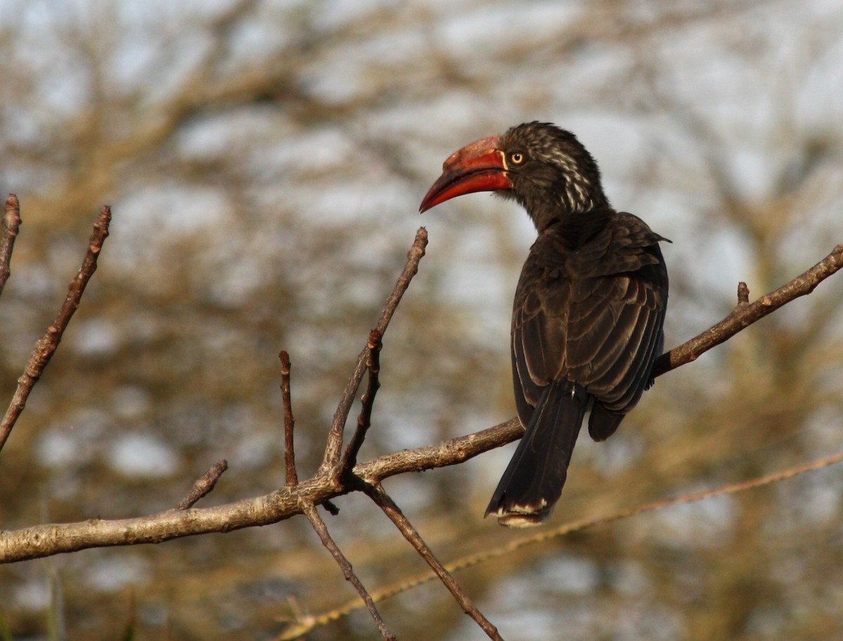 Crowned Hornbill - Tomáš Turecki