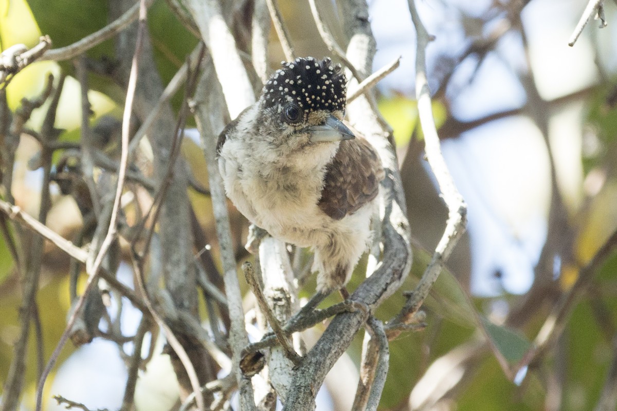 White-bellied Piculet - ML540252801
