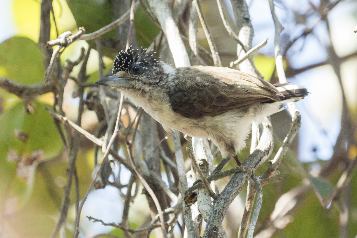 White-bellied Piculet - ML540252811