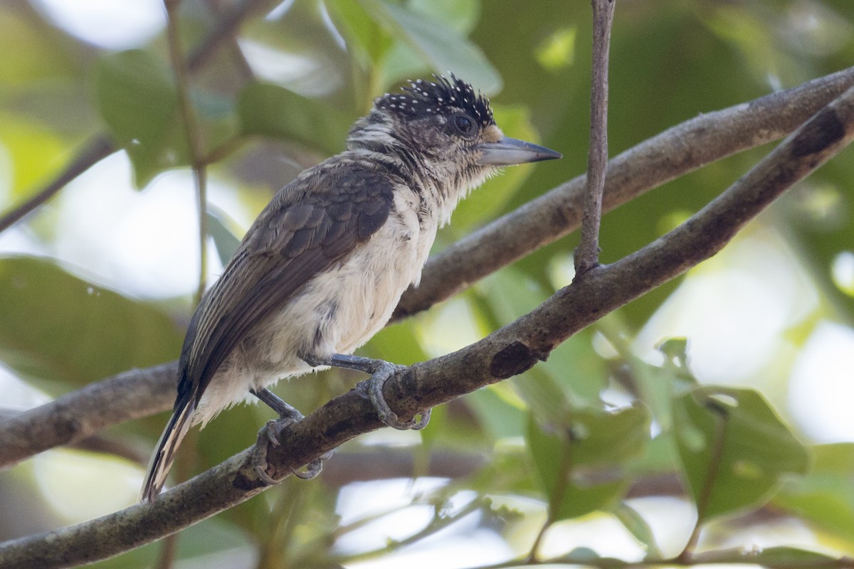 White-bellied Piculet - ML540252831