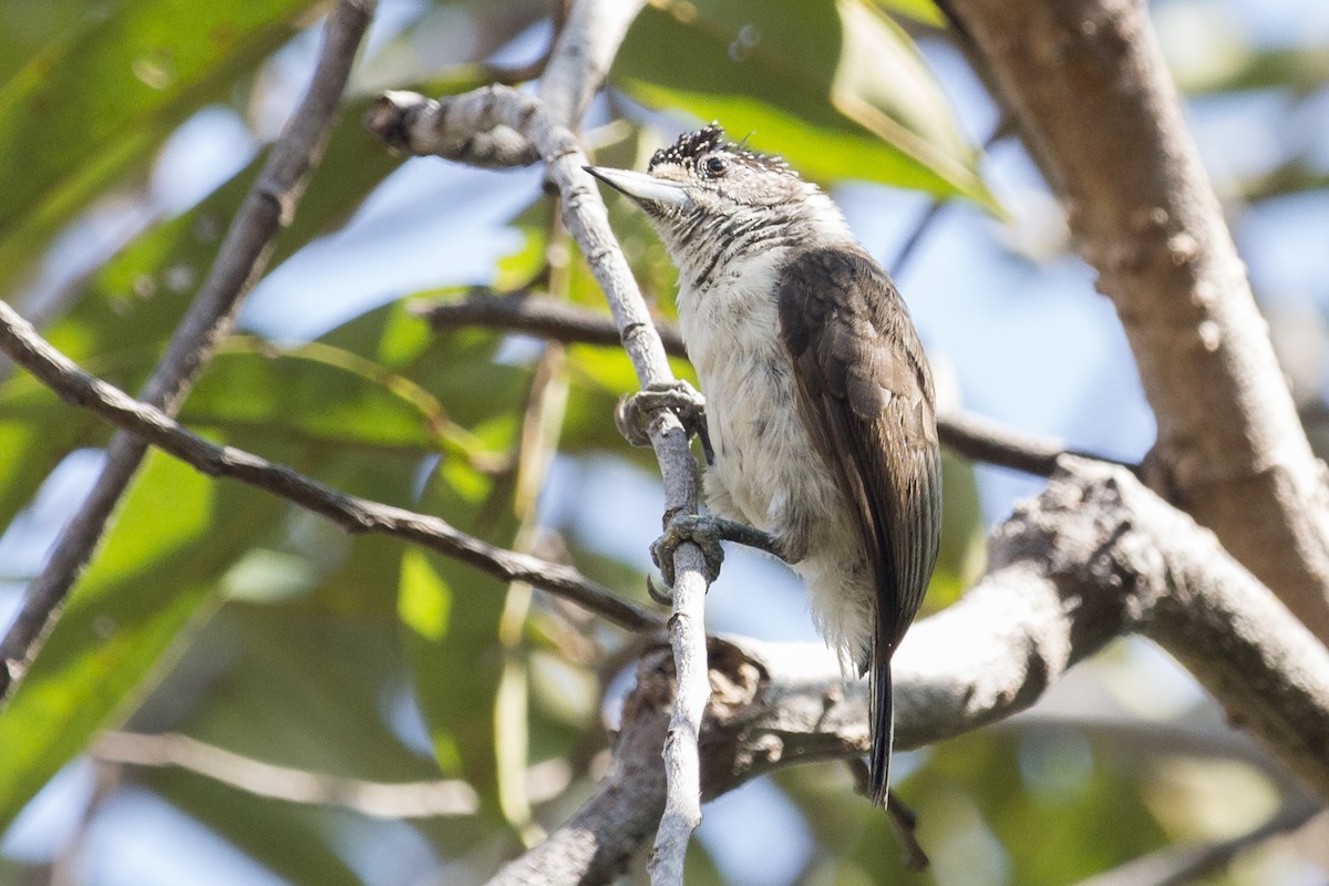 White-bellied Piculet - ML540257921
