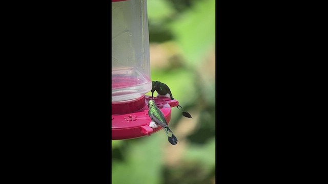 White-booted Racket-tail - ML540260211