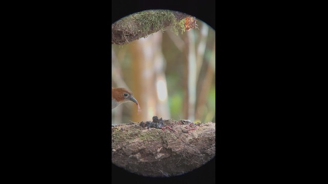 Светлобрюхая питтовая муравьеловка - ML540260801