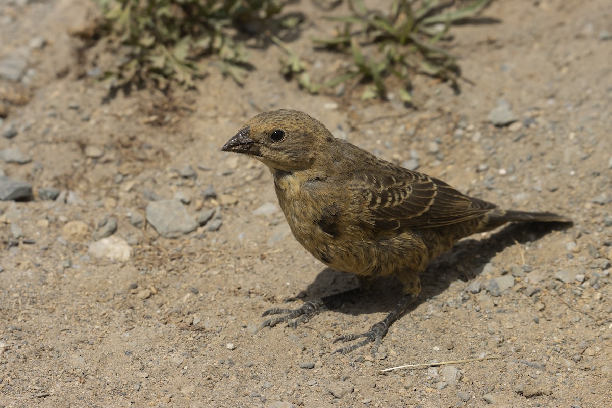 Brown-headed Cowbird - Antonio Rodriguez-Sinovas