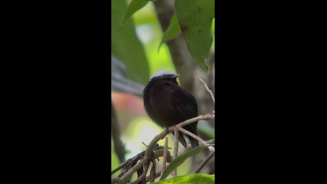 White-crowned Manakin (Colombian) - ML540268631