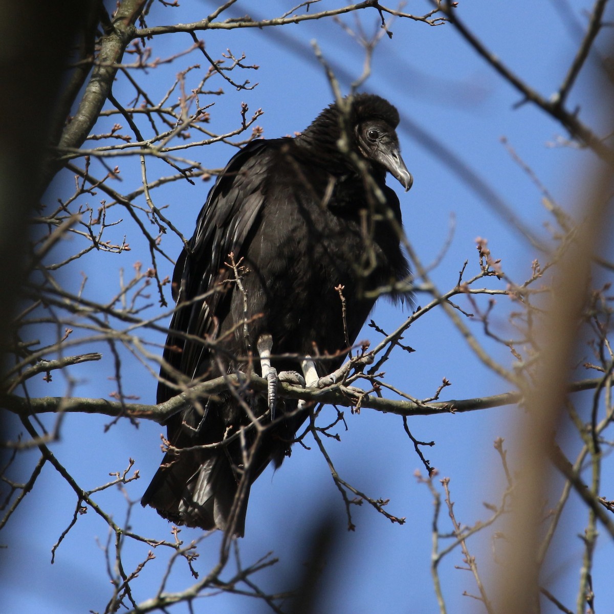 Black Vulture - ML540270331