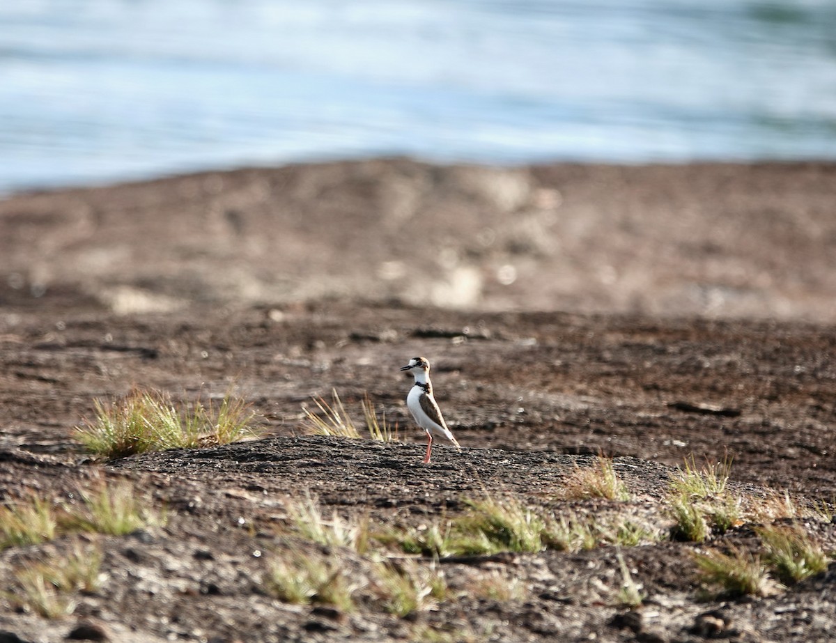 Collared Plover - ML540271211
