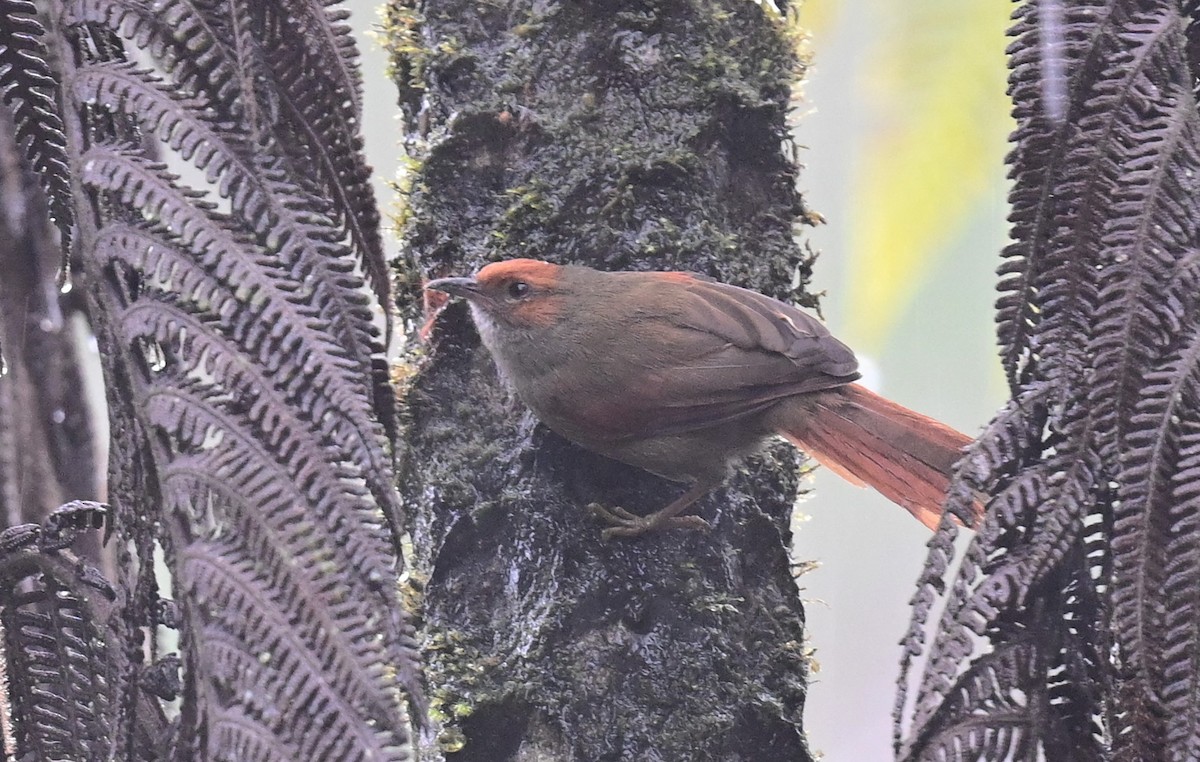 Red-faced Spinetail - Andy Reago &  Chrissy McClarren