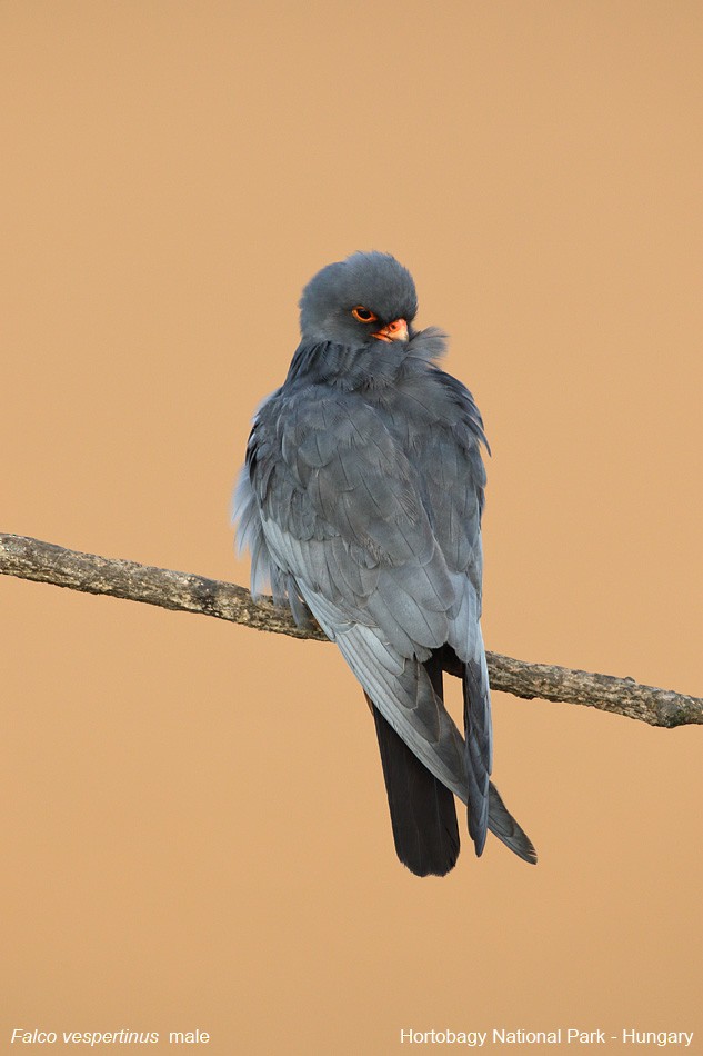 Red-footed Falcon - ML540276031