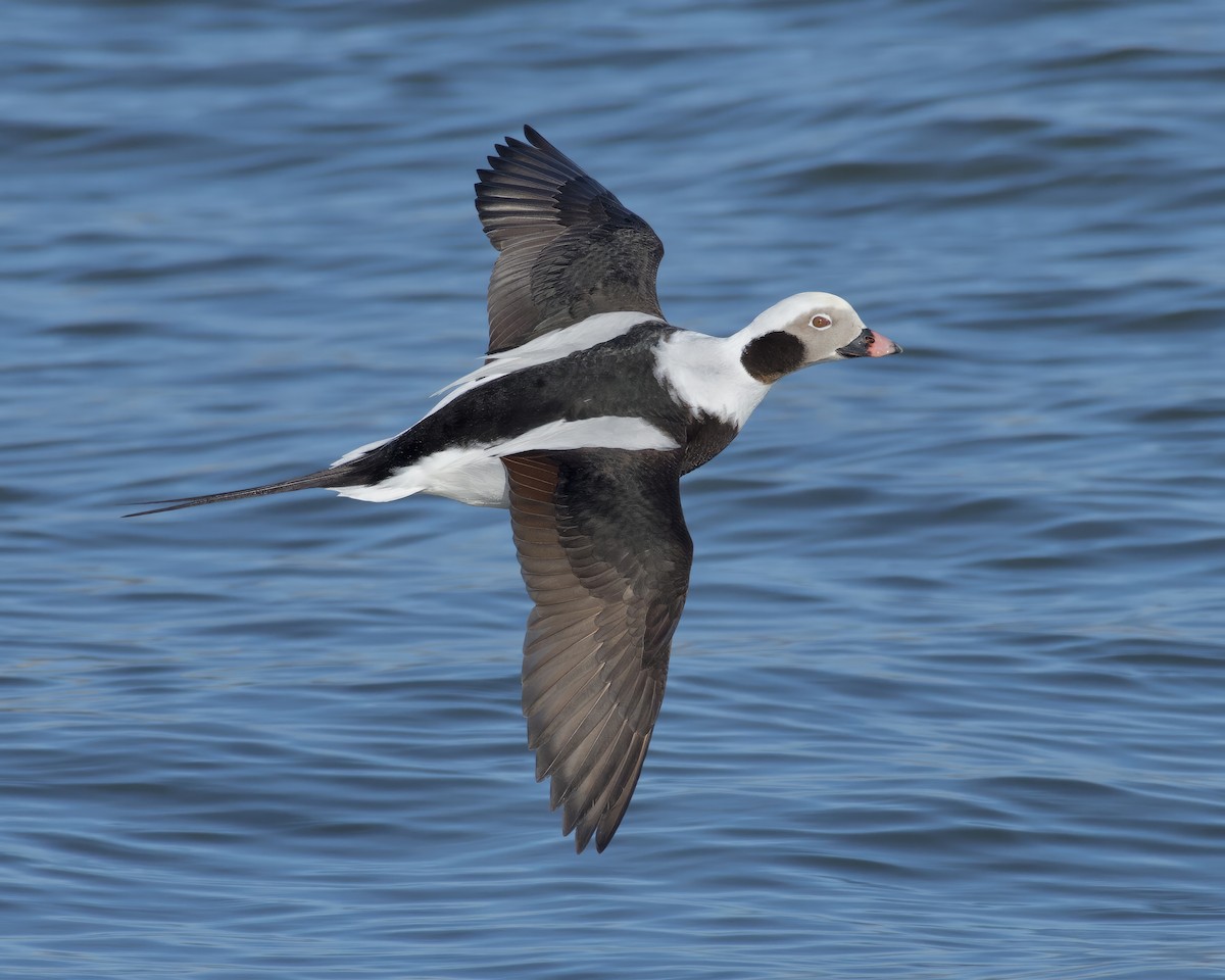 Long-tailed Duck - ML540281531