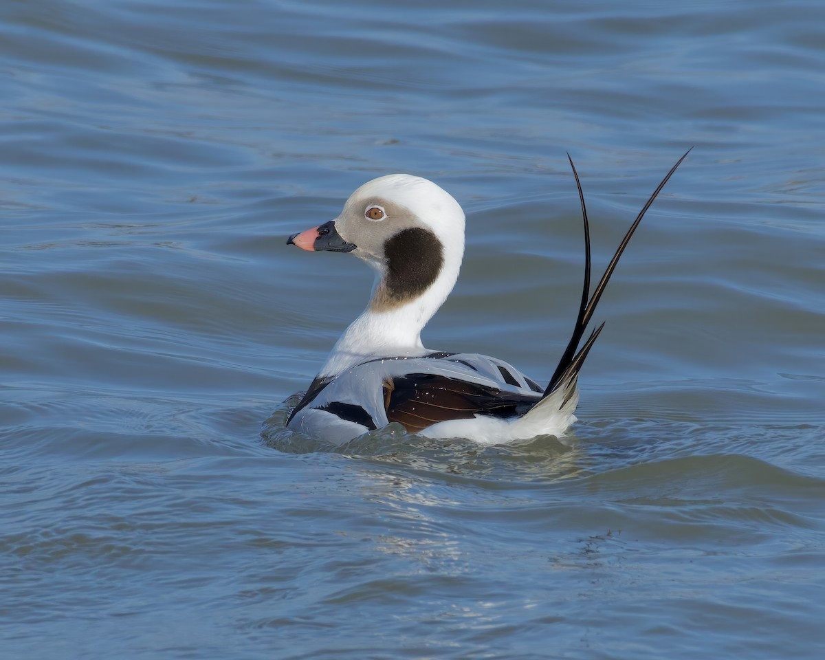 Long-tailed Duck - ML540281571