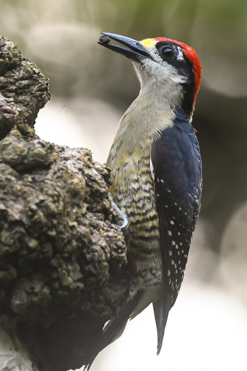 Black-cheeked Woodpecker - ML540283661
