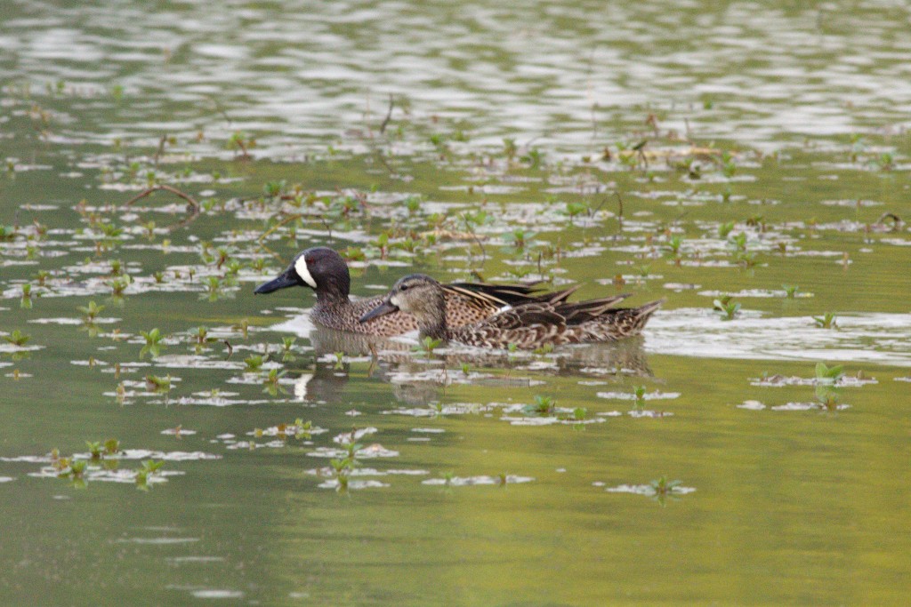 Blue-winged Teal - ML54028481