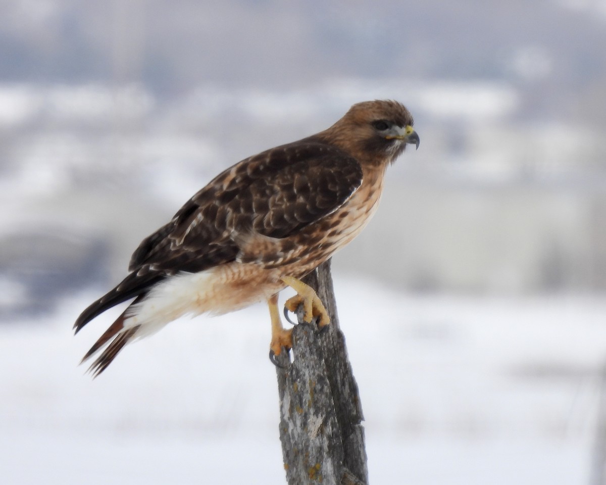 Red-tailed Hawk - Candice Burke