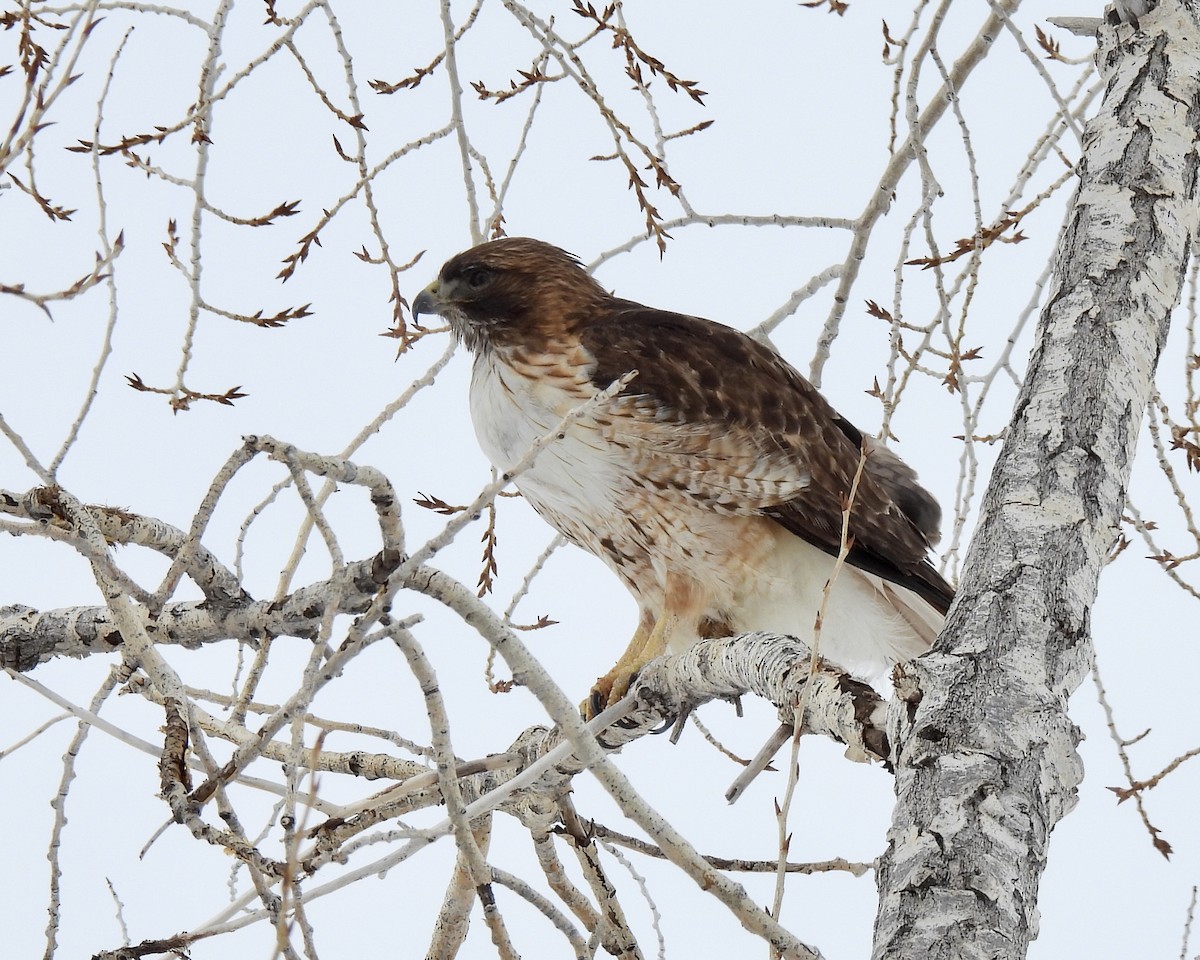 Red-tailed Hawk - ML540285021