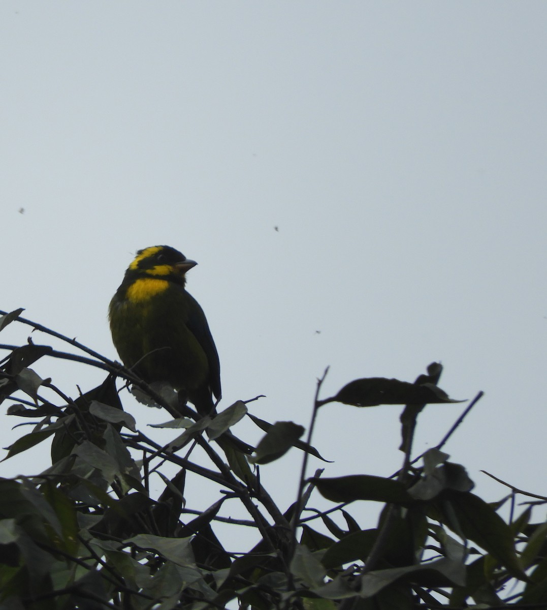 Gold-ringed Tanager - ML540286071