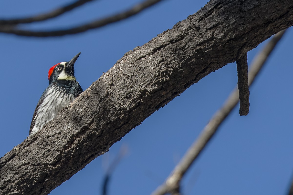 Acorn Woodpecker - Joachim Bertrands