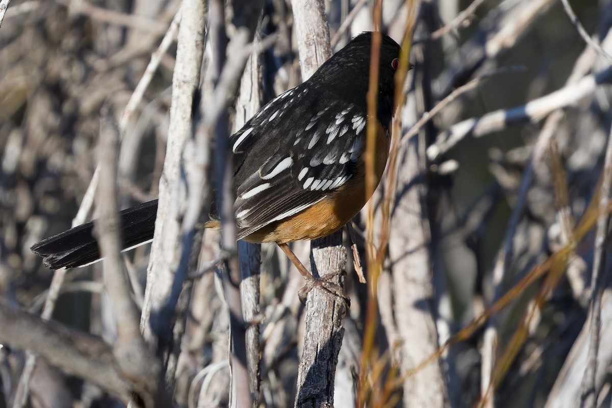 Spotted Towhee - ML540288251