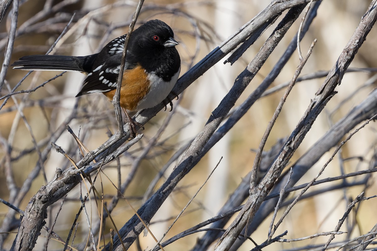 Spotted Towhee - ML540288271