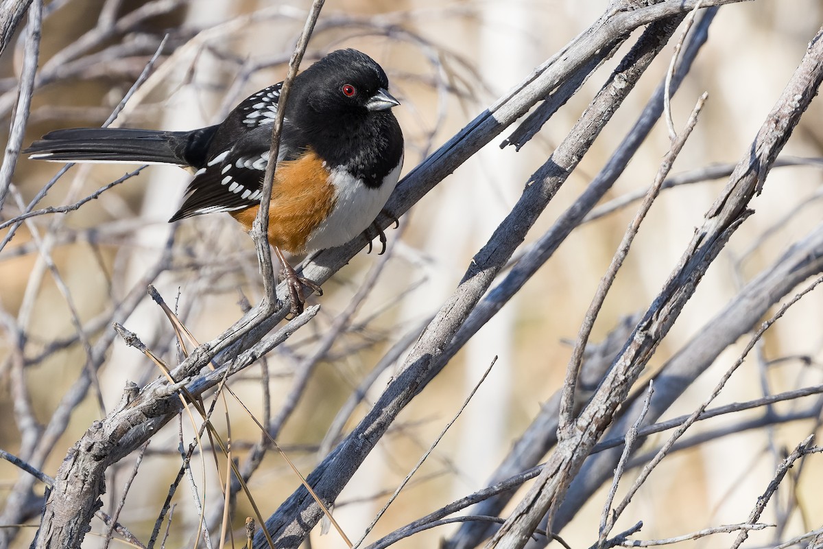 Spotted Towhee - ML540288281